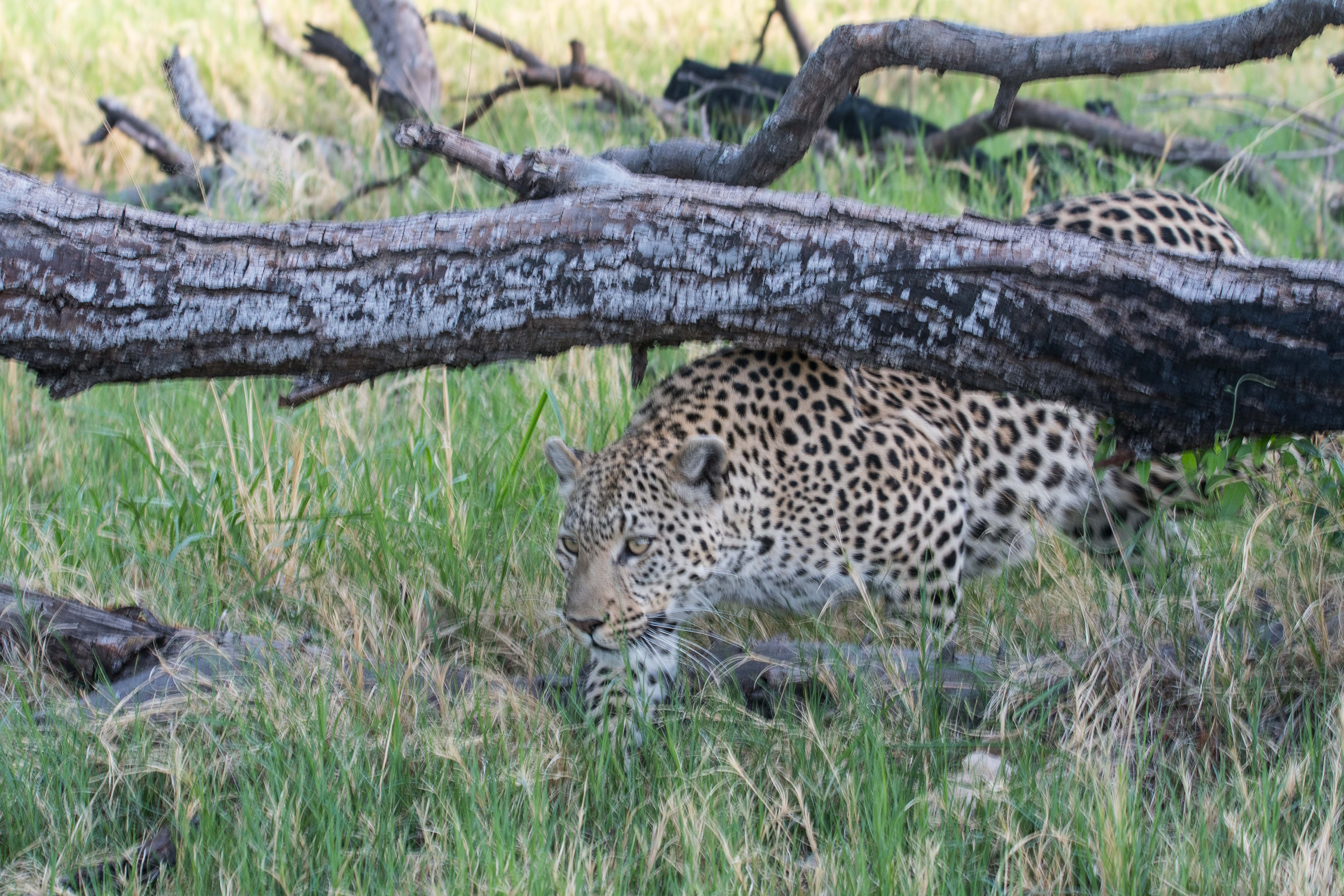 Léopard (Leopard, Panthera pardus), femelle d'environ 4 ans se faufilant dans la végétation, Shinde,   delta de l'Okavango, Botswana.